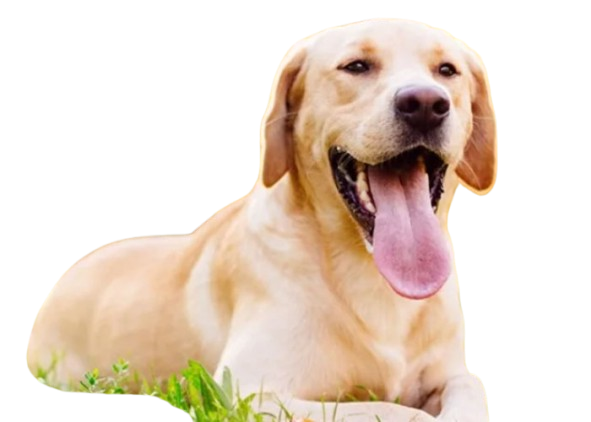 Give Your Pet the Comfort & Safety They Deserve