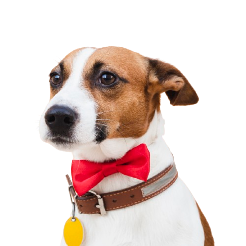 Give Your Pet the Style They Deserve