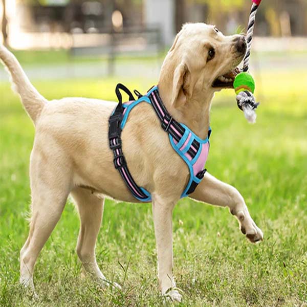 Key Features of Our Pet Leashes