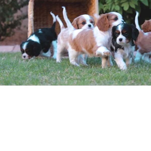 Stylish Designs for Every Puppy